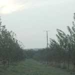 Der Apfelgarten