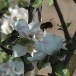 hummel-bestaeuben-fleissig
