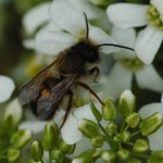 Männchen der roten Mauerbiene Honig- und Wildbienen