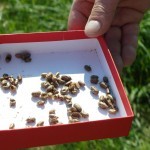 Die Kokons der roten Mauerbienen: Viele sind schon verlassen. Honig- und Wildbienen