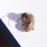 Eine Rote Mauerbiene stemmt sich aus der Verpackung. Honig- und Wildbienen