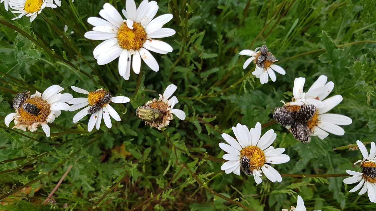 Begehung der Streuobstwiese am Triebweg