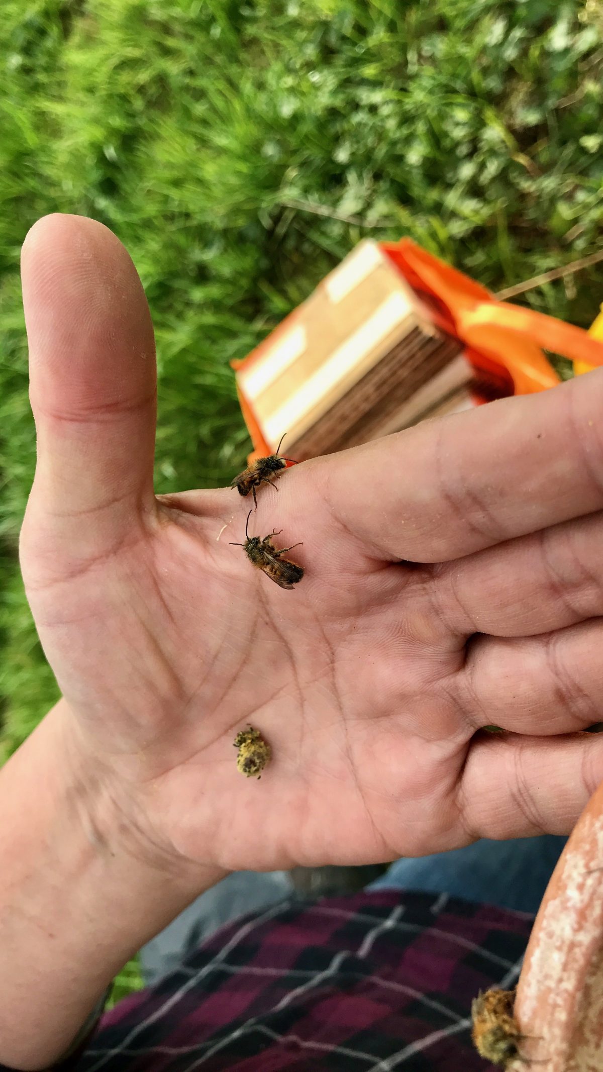Honig- und Wildbienen und Käfer als Befruchter