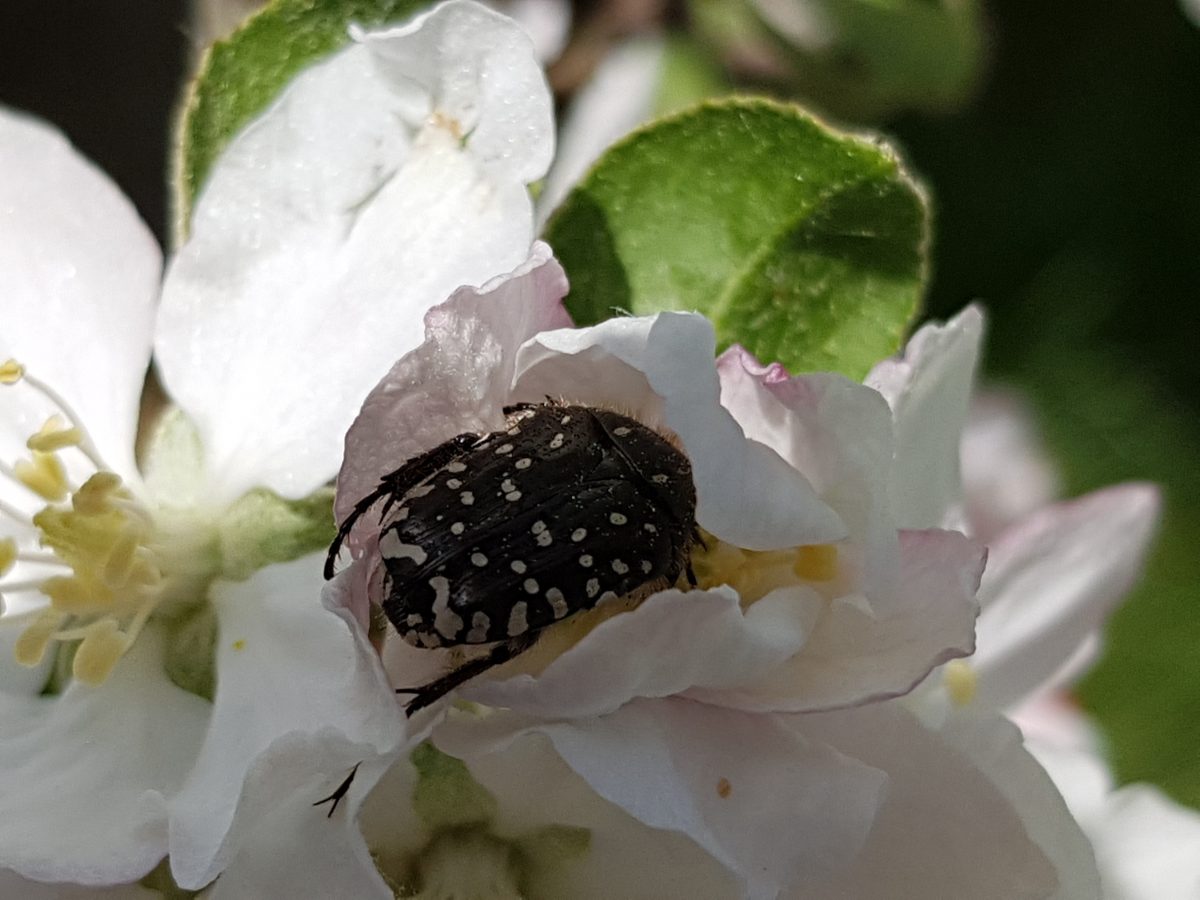 Begehung der Streuobstwiese am Triebweg