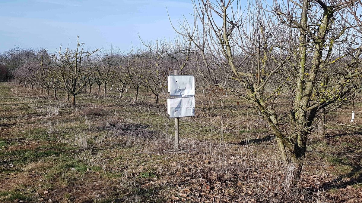 Honig- und Wildbienen und Käfer als Befruchter